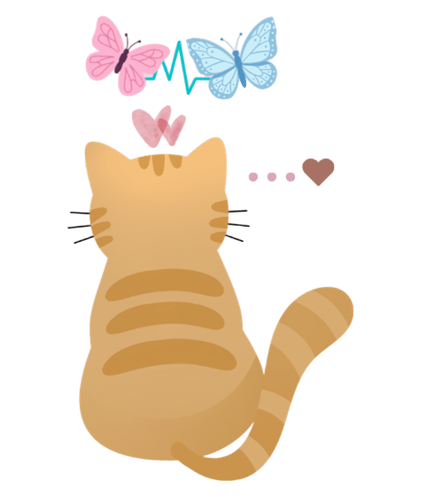 Gato inicio